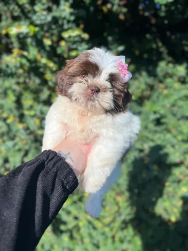 Filhotes shih tzu