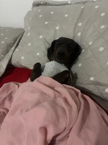 Hospedagem pet petsitter creche pet e banho