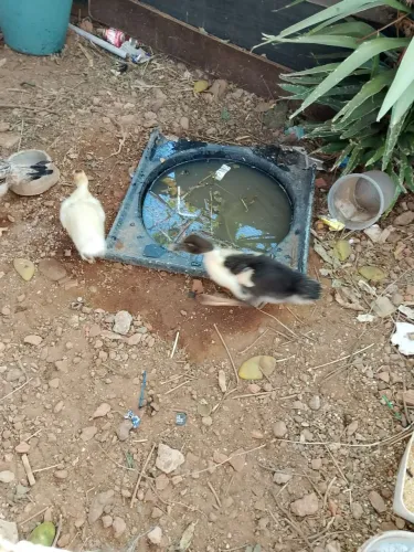 Casal de patos filhotes 