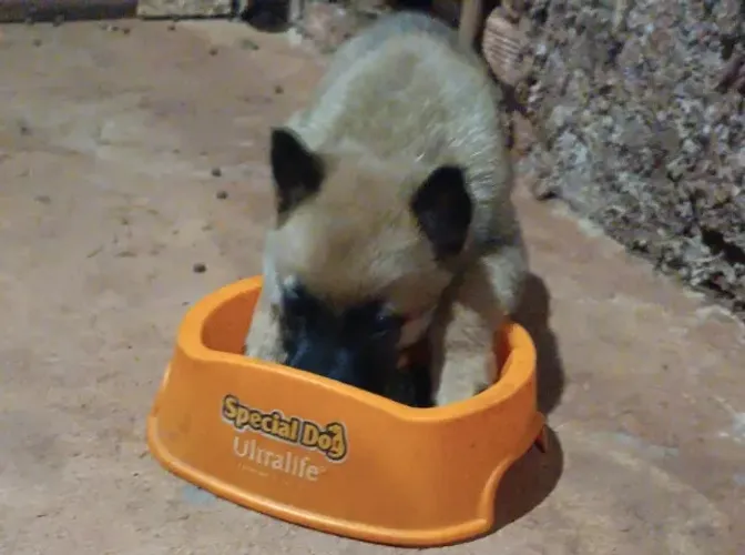 Filhote de pastor belga malinois