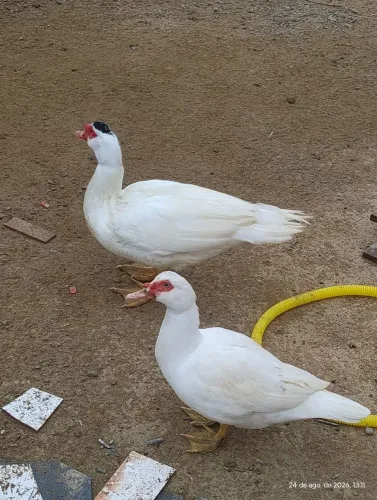 Casal de pato