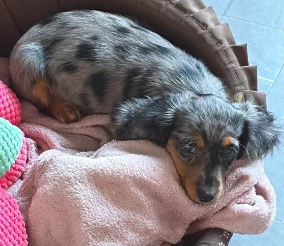 Filhotes de Daschund Pelo Longo