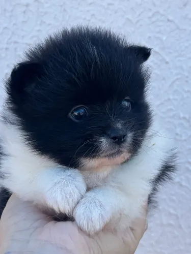 Filhote de Spitz macho disponível para venda