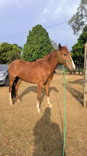 Cavalo marcha picada