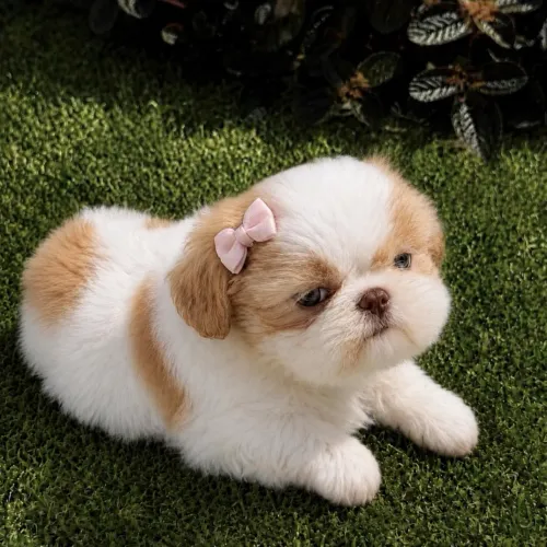 Shih Tzu fêmea - branca e dourada com pedigree
