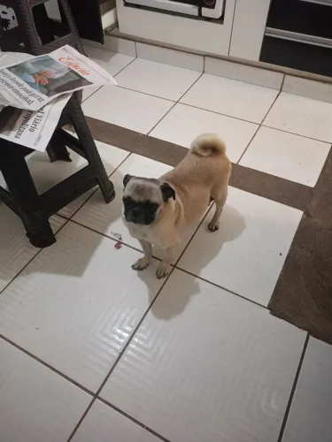 Doa-se fêmea Pug com 5 anos