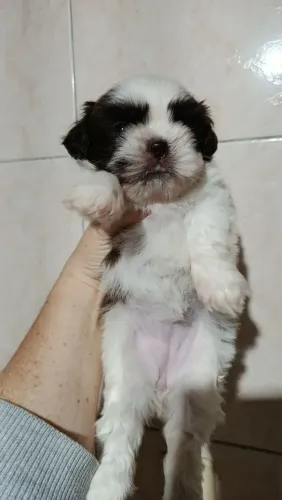 ShihTzu Fêmea
