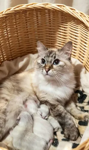 Ragdoll filhotes
