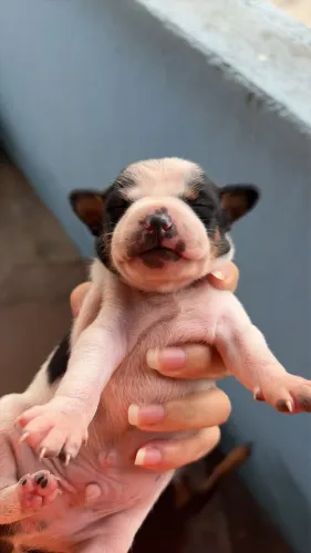 pinscher