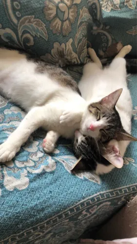 Doação de gatos