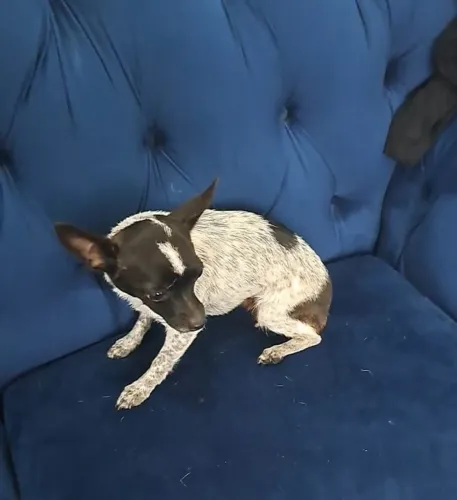 Fêmea de Pinscher miniatura número 1