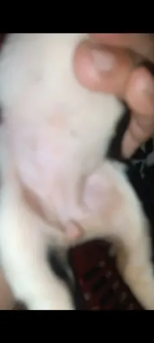 Venda-se filhotes de cachorro beagle americano