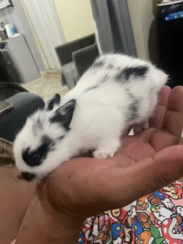 Coelhos mini lion