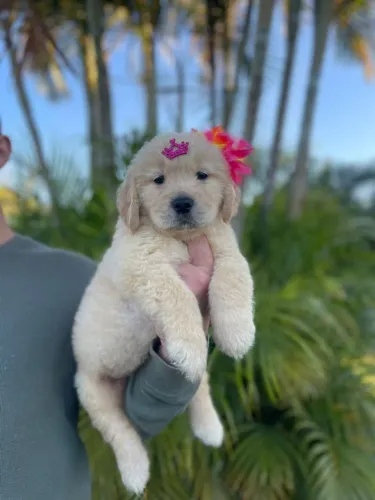 Filhotes de Golden Retriever macho e fêmea disponíveis