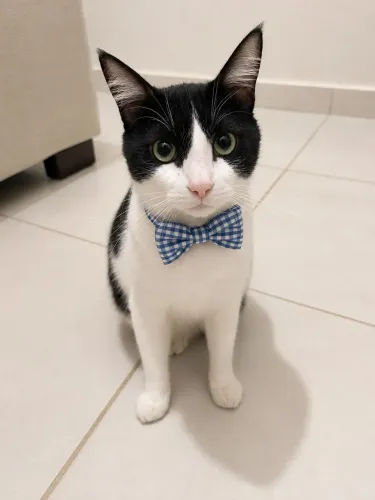 Gato macho carinhoso e dócil para adoção responsável