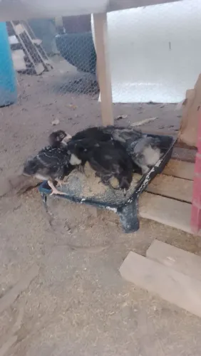 Venda de animais 