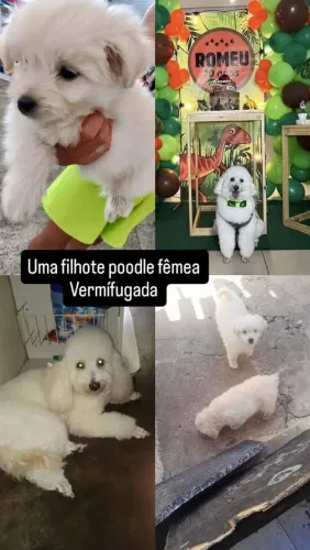 Filhote de poodle puro