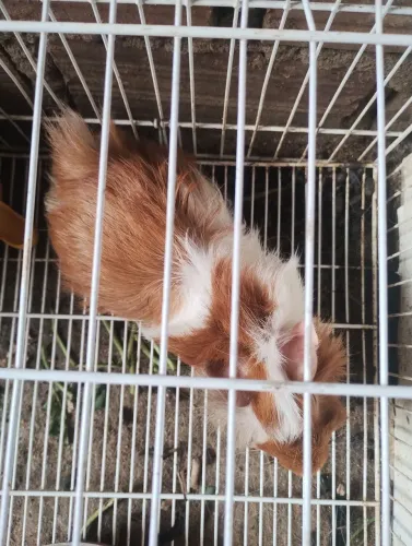 Porquinho da índia peruano macho