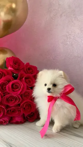 Spitz alemão fêmea perfeita filhotes!?