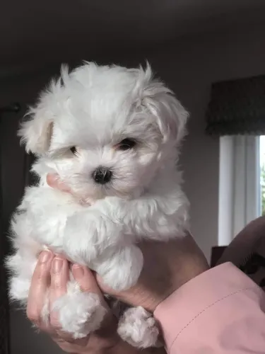 Fêmea Poodle com maltês n1