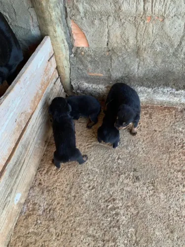 Rottweiler Um cachorrinho pronto para receber muito carinho