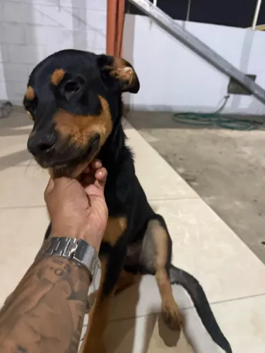 Vendo cachorro rottweiler de 4 meses com as vacinas todas em dias