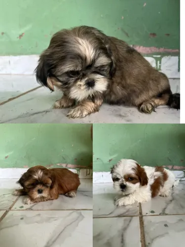 Vendo filhote de shih tzu