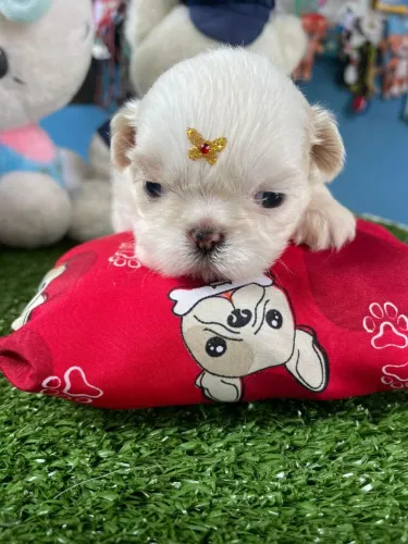 Shihtzu fêmea mini cor branca 