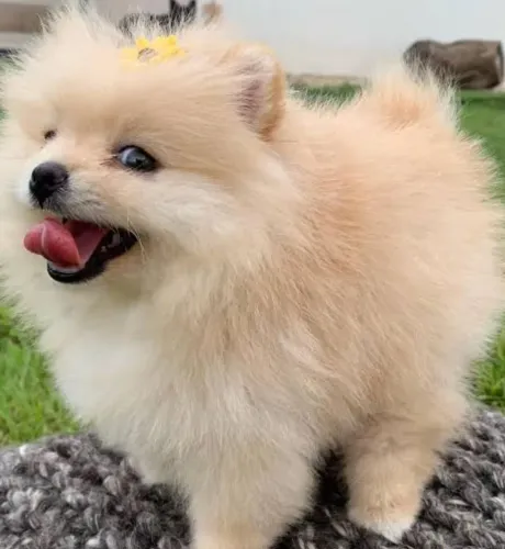 Spitz alemão filhote