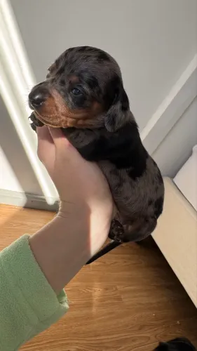 Dachshund