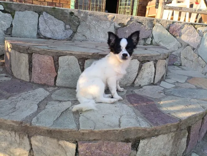 Promoção linda fêmea de Chihuahua P.Longo 5 meses