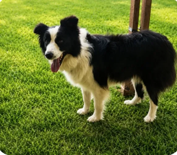 Border collie fêmea 