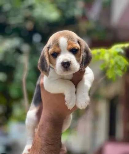 Beagle Mini Filhotes Tricolores Marcação Perfeita.