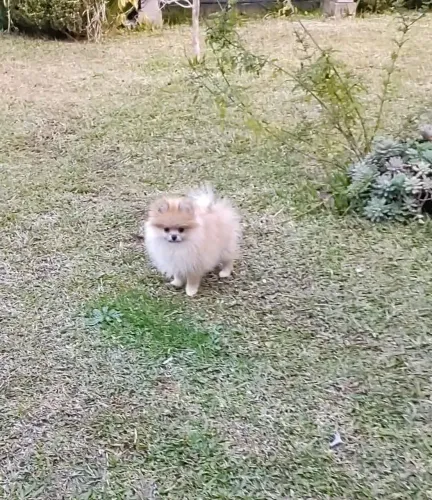 SPITZ ALEMÃO FÊMEA