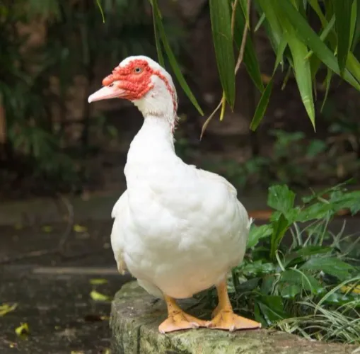 Patos filhotes e jovens