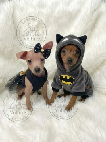 Pinscher menor tamanho filhotes brincalhoes