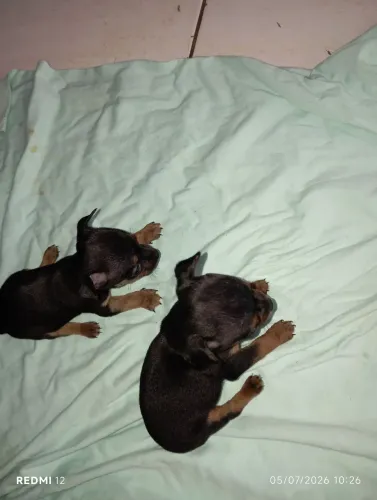 Vendo Pincher 0 mistura com 1