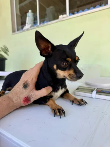 Macho Pinscher adulto 2 anos e meio 