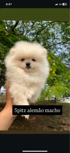 Spitz alemão