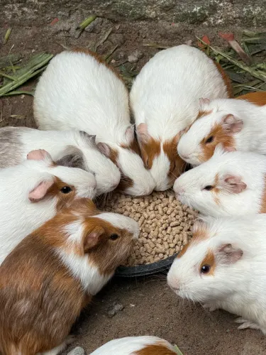 Porquinho da índia
