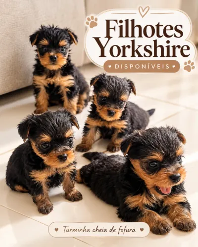 FILHOTE DE YORKSHIRE TERRIER
