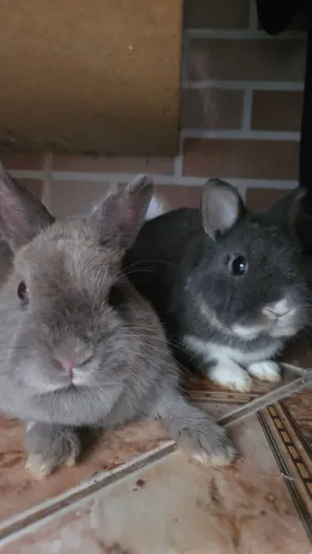 Coelhos Netherland