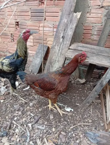 Frango Caipira 