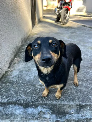 DOA-SE PET