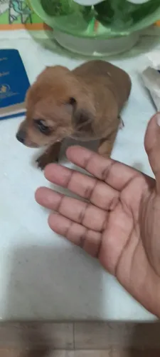 Cachorro  piche. Numero.0