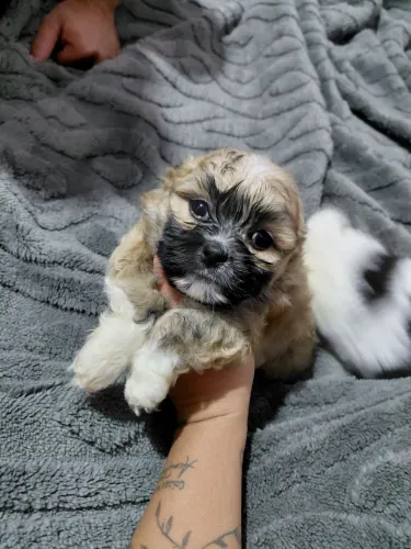 Filhote de shih tzu macho