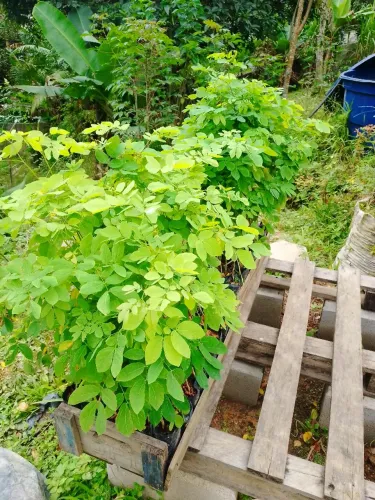 Mudas de Sansao do Campo. Direto do produtor 