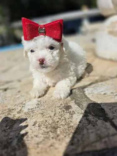 Poodle toyzinha branca neve Itajaí