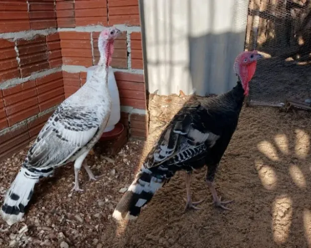Casal de peru 