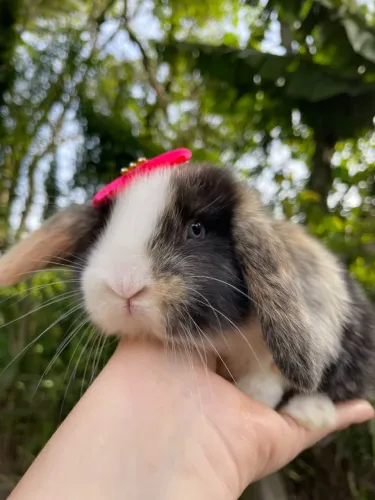 Temos lindos filhotes de mini coelhos disponíveis